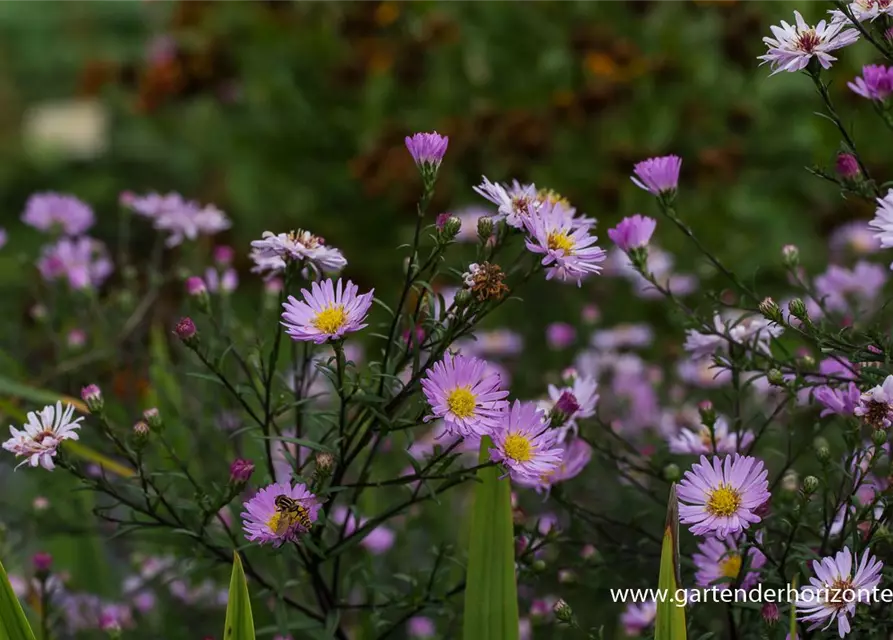 Glattblatt-Aster