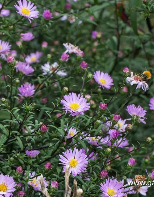 Glattblatt-Aster