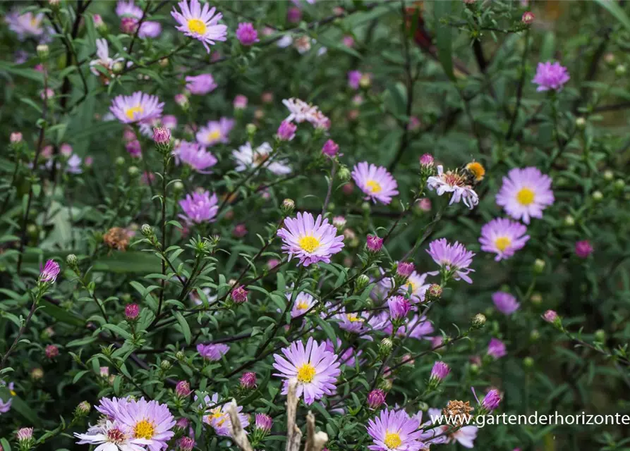 Glattblatt-Aster