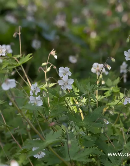 Geranium phaeum 'Album'