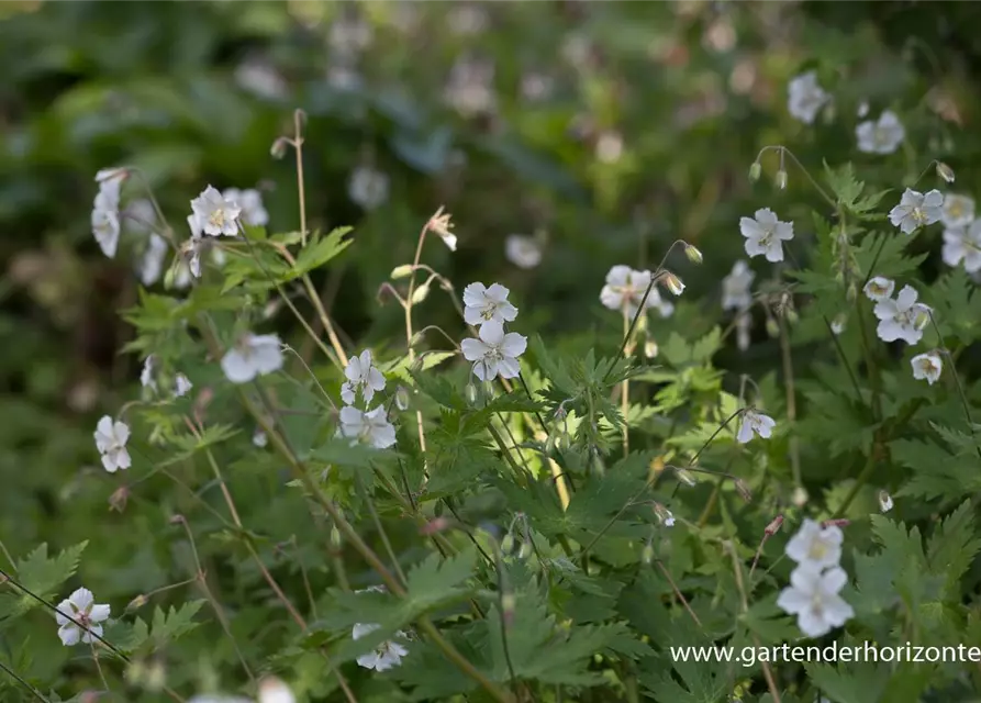 Geranium phaeum 'Album'