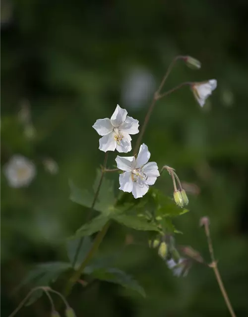 Geranium phaeum 'Album'