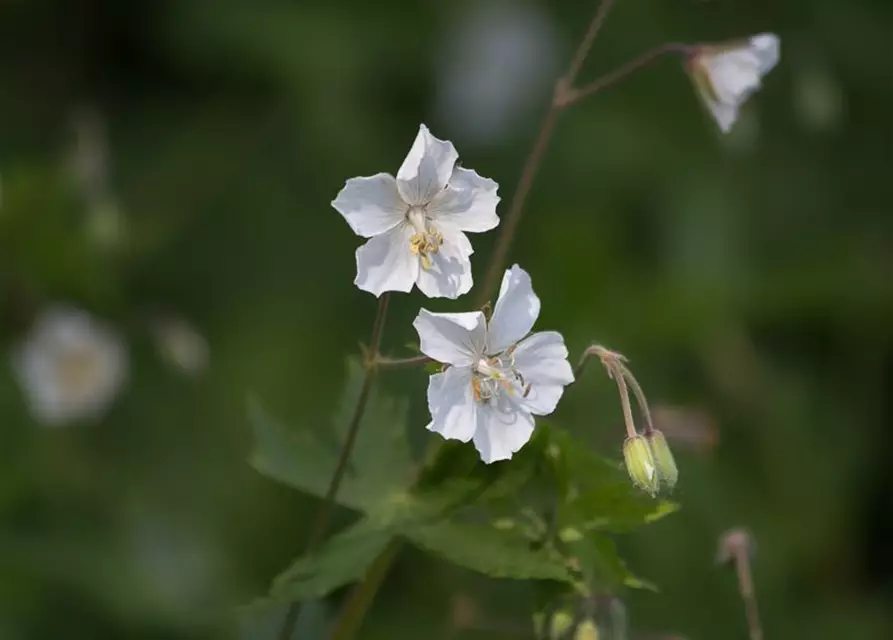 Geranium phaeum 'Album'