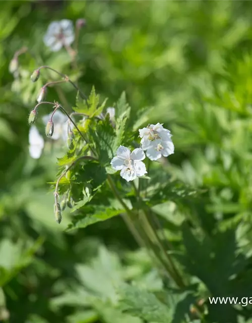 Geranium phaeum 'Album'