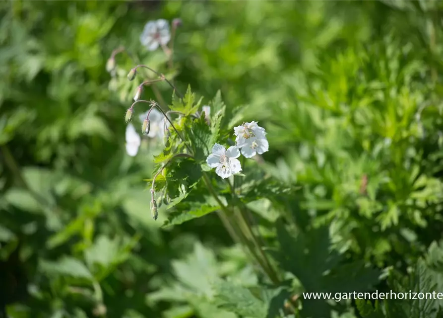 Geranium phaeum 'Album'