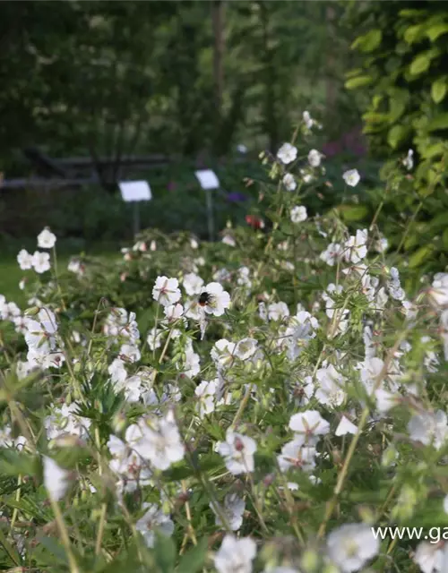 Geranium phaeum 'Album'