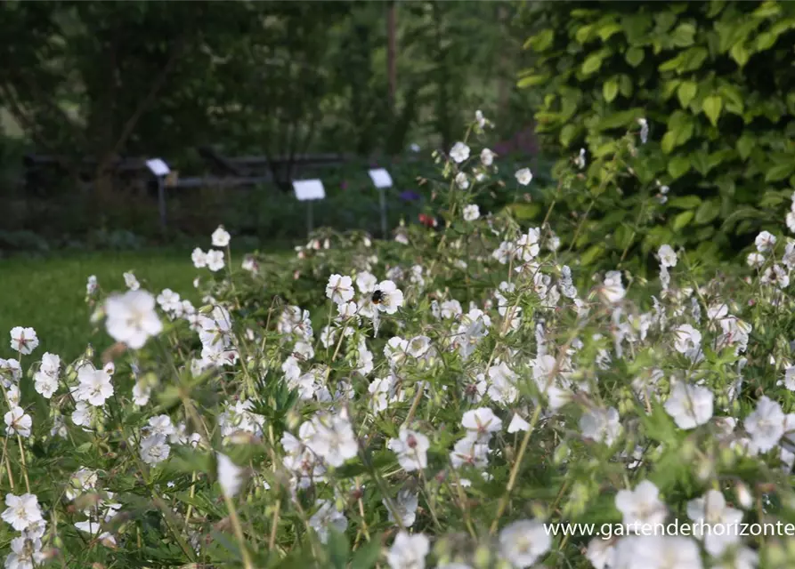 Geranium phaeum 'Album'