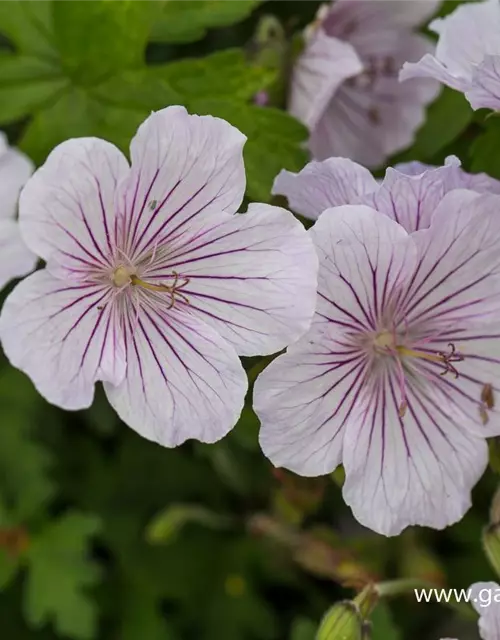 Geranium himalayense 'Derrick Cook'