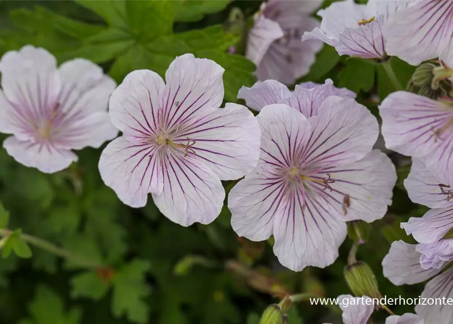 Geranium himalayense 'Derrick Cook'