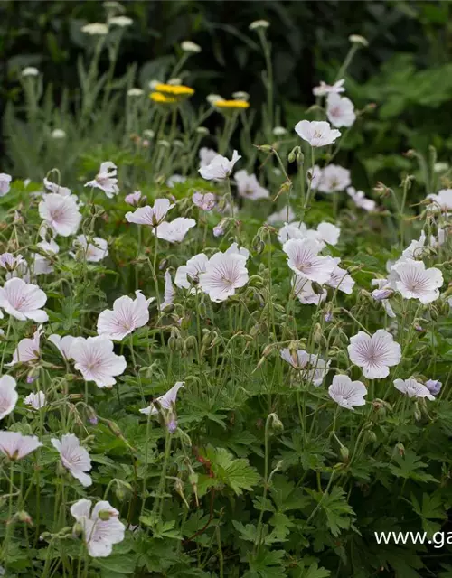 Geranium himalayense 'Derrick Cook'