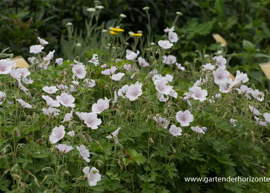 Geranium himalayense 'Derrick Cook'