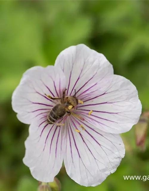 Geranium himalayense 'Derrick Cook'