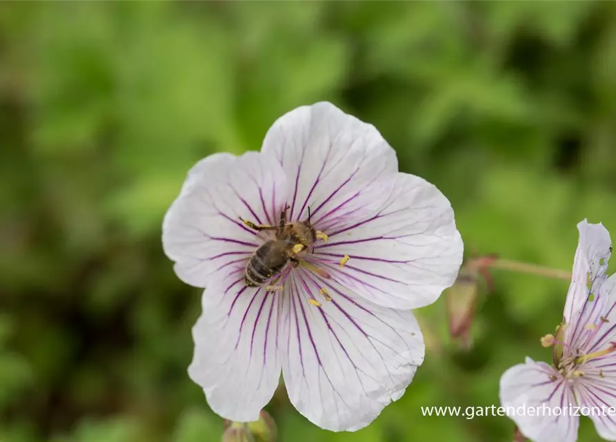 Geranium himalayense 'Derrick Cook'