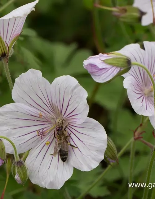 Geranium himalayense 'Derrick Cook'