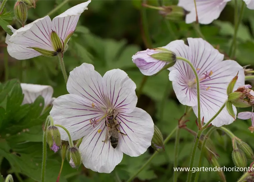 Geranium himalayense 'Derrick Cook'