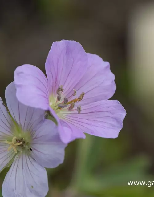 Geranium maculatum 'Chatto'