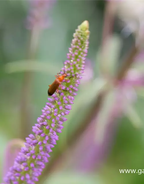 Garten-Kandelaberehrenpreis 'Fascination'