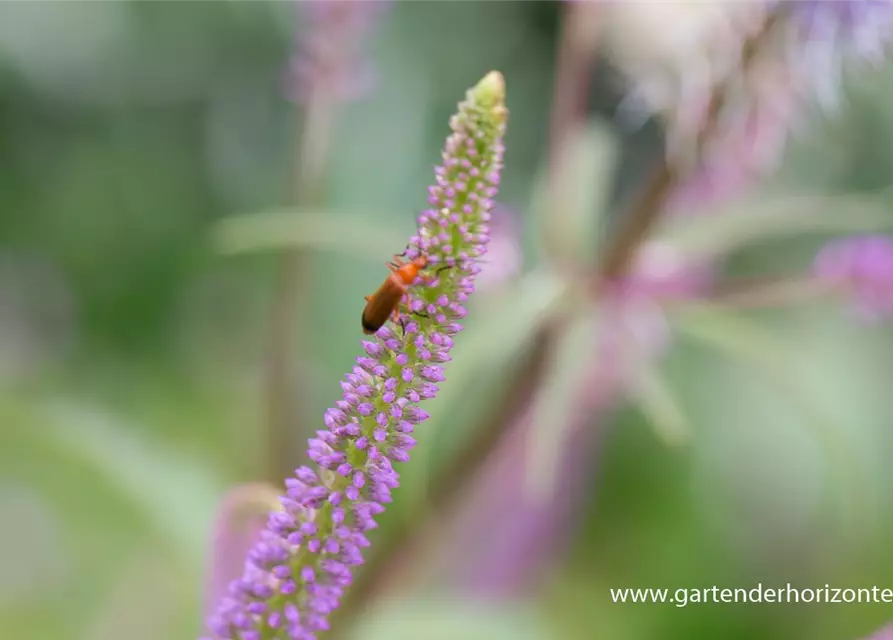 Garten-Kandelaberehrenpreis 'Fascination'