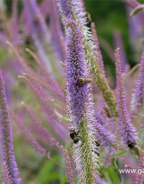 Garten-Kandelaberehrenpreis 'Fascination'