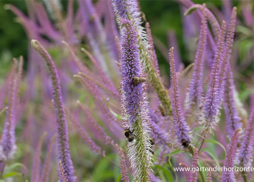 Garten-Kandelaberehrenpreis 'Fascination'