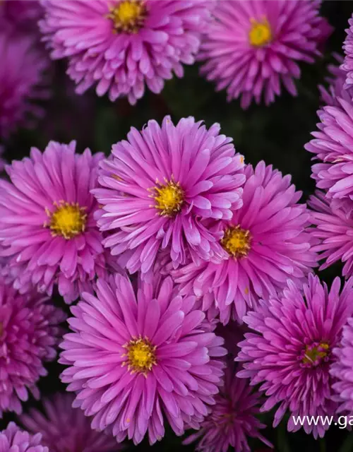 Garten-Kissen-Aster 'Peter Harrison'