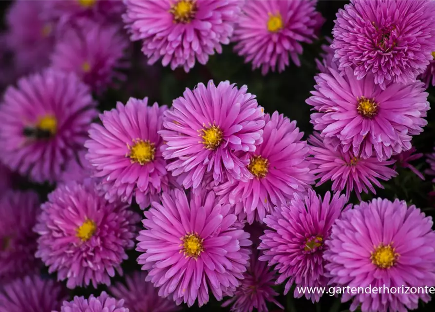 Garten-Kissen-Aster 'Peter Harrison'