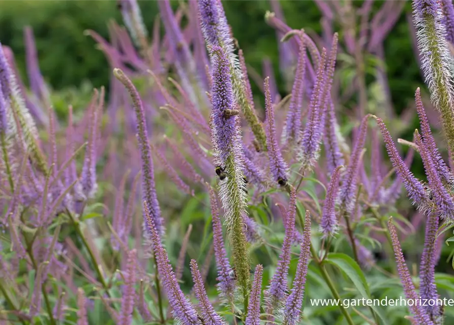 Garten-Kandelaberehrenpreis 'Fascination'