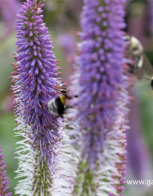 Garten-Kandelaberehrenpreis 'Fascination'