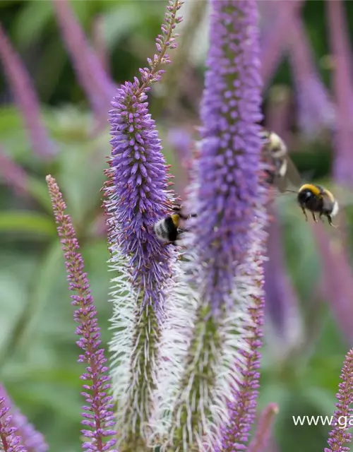 Garten-Kandelaberehrenpreis 'Fascination'