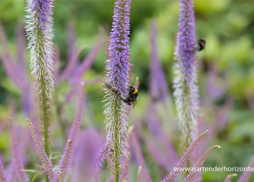 Garten-Kandelaberehrenpreis 'Fascination'