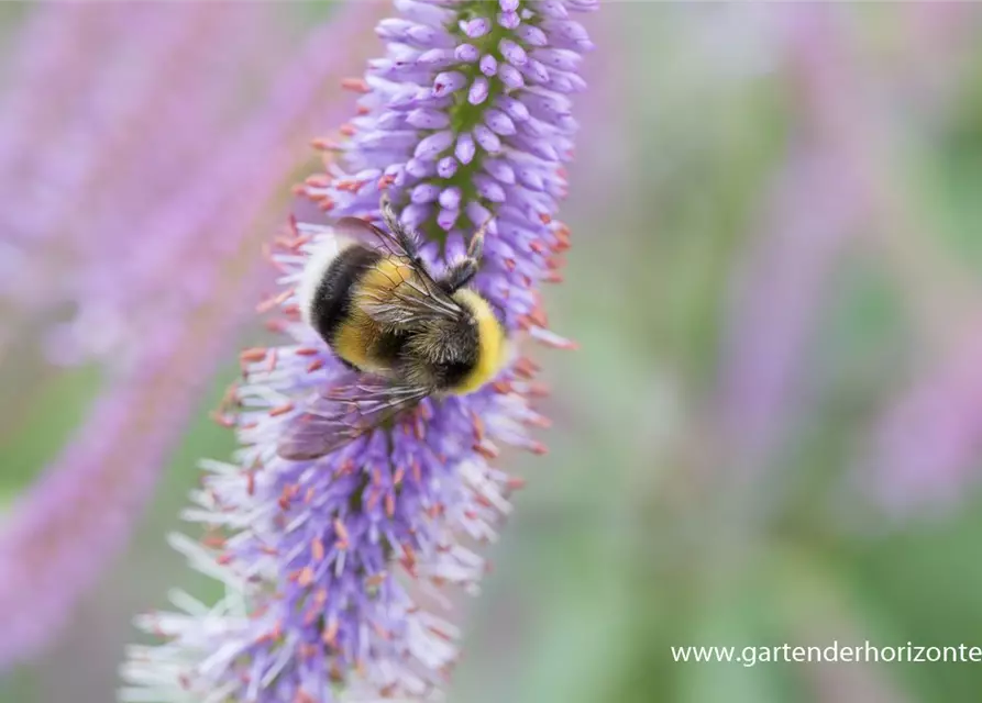 Garten-Kandelaberehrenpreis 'Fascination'