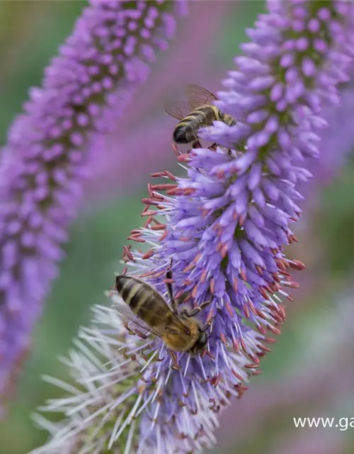 Garten-Kandelaberehrenpreis 'Fascination'