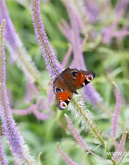 Garten-Kandelaberehrenpreis 'Fascination'