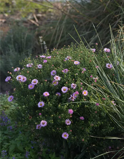 Garten-Kissen-Aster 'Tina'