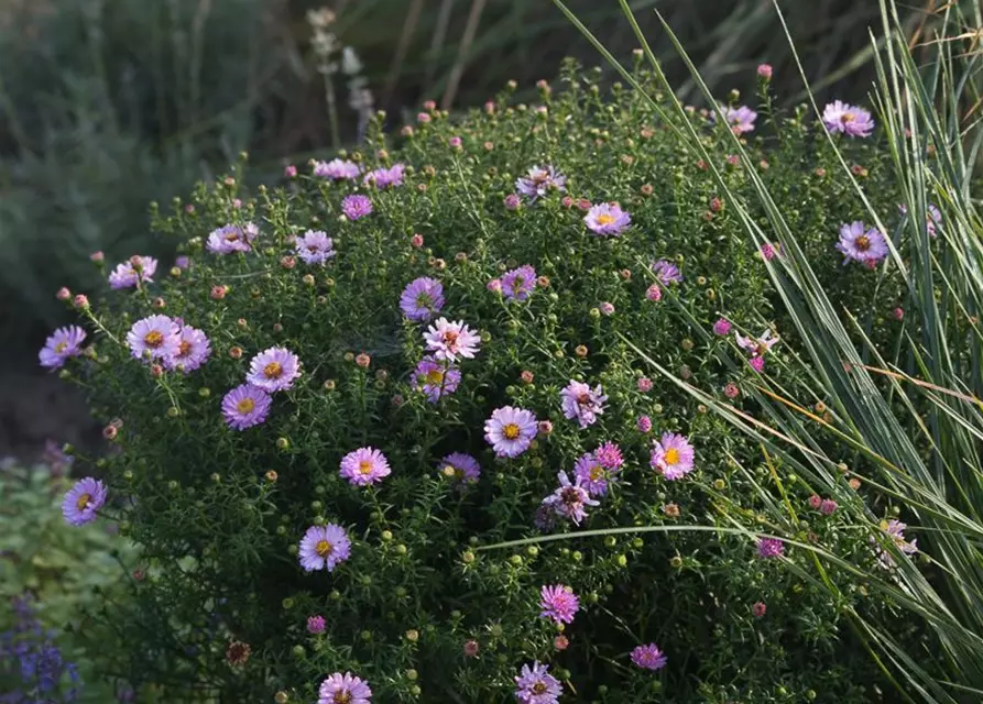 Garten-Kissen-Aster 'Tina'