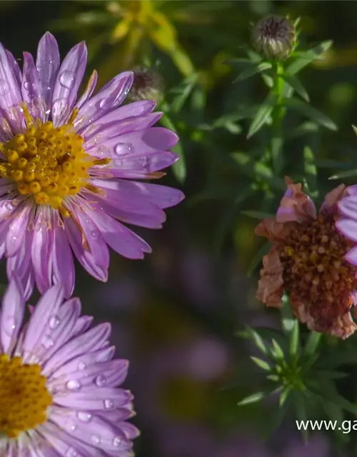 Garten-Kissen-Aster 'Tina'