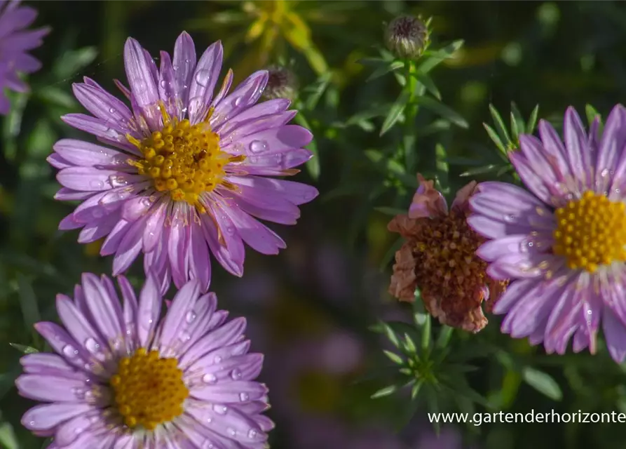 Garten-Kissen-Aster 'Tina'