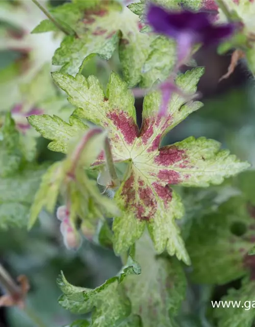 Geranium phaeum 'Springtime' -R-