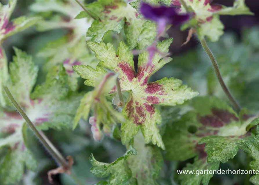 Geranium phaeum 'Springtime' -R-