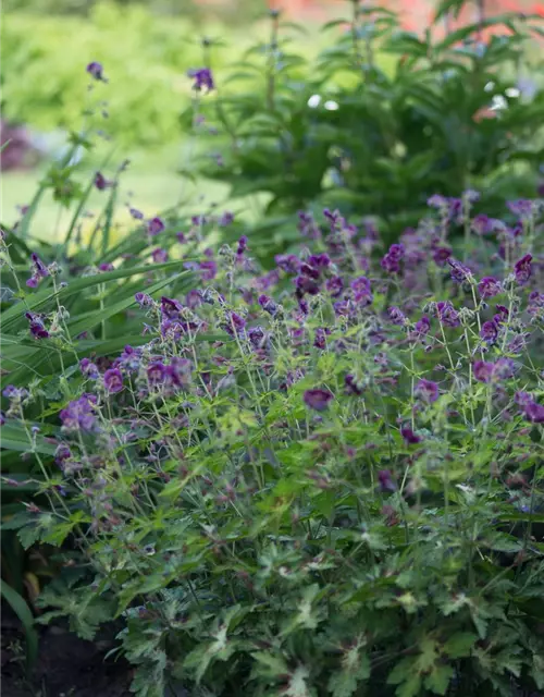 Geranium phaeum 'Springtime' -R-