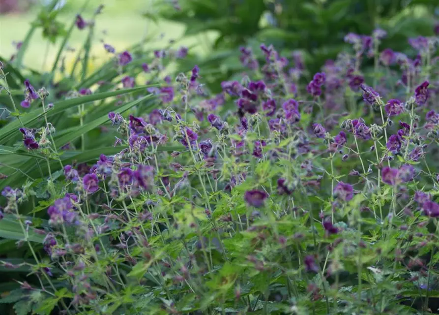 Geranium phaeum 'Springtime' -R-