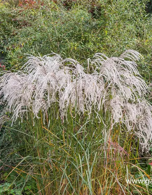 Garten-Chinaschilf 'Champagner'