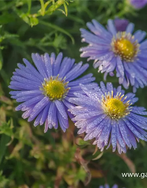 Garten-Kissen-Aster 'Zwergenhimmel'