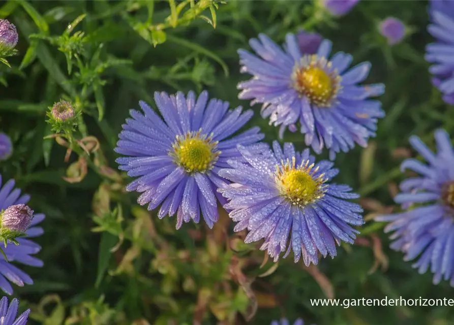 Garten-Kissen-Aster 'Zwergenhimmel'