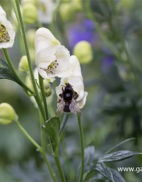 Garten-Eisenhut 'Schnewittchen'