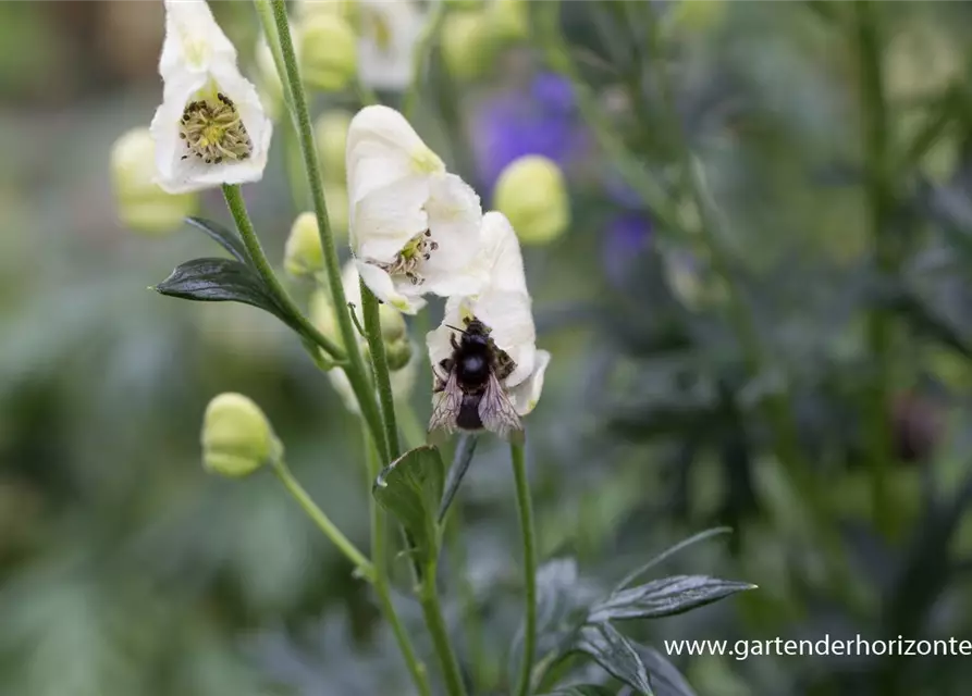 Garten-Eisenhut 'Schnewittchen'