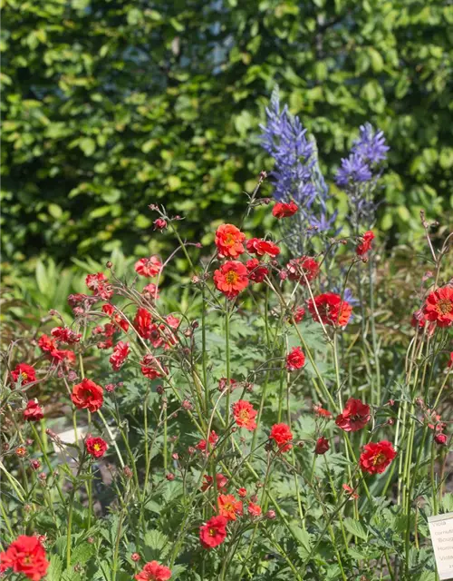 Garten-Nelkenwurz 'Rubin'