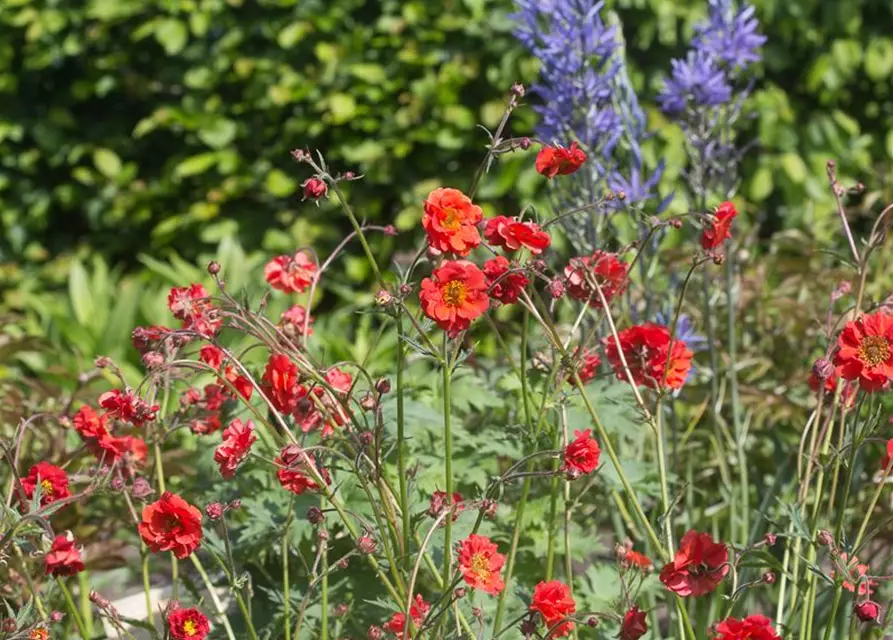 Garten-Nelkenwurz 'Rubin'