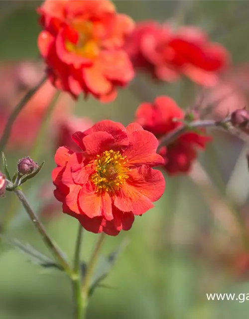 Garten-Nelkenwurz 'Rubin'