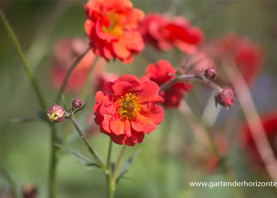 Garten-Nelkenwurz 'Rubin'